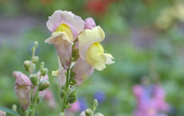 夫妻感情破裂_破裂夫妻感情的句子_破裂夫妻感情怎么办